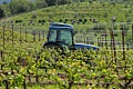 Benzinger Vinyards, Sonoma Country