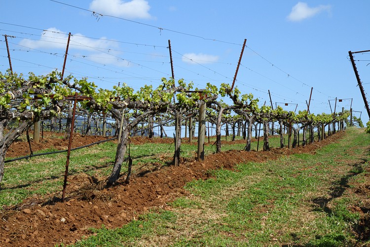 Benzinger Vinyards, Sonoma Country