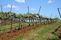 Benzinger Vinyards, Sonoma Country