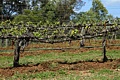 Benzinger Vinyards, Sonoma Country