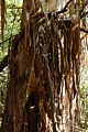 Eucalyptus bark