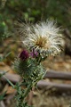 Thistle