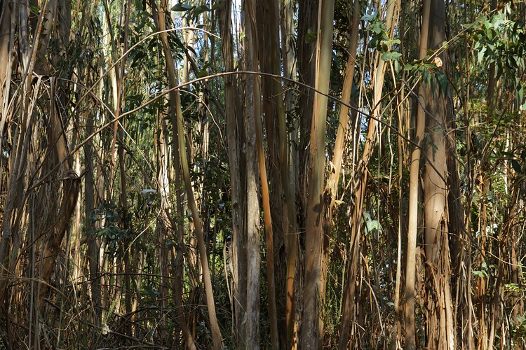 Eucalyptus forest