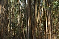 Eucalyptus forest