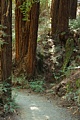 Redwood forest