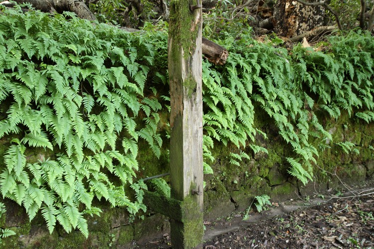 Fern wall