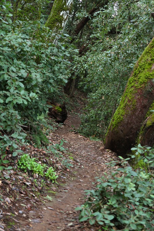 Bear Gulch Trail