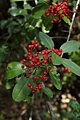 Toyon