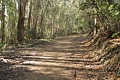 Eucalyptus forest