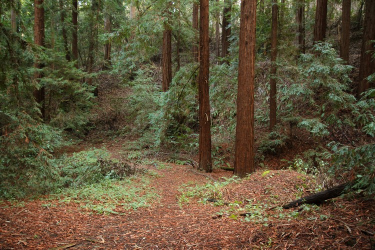 Redwood forest