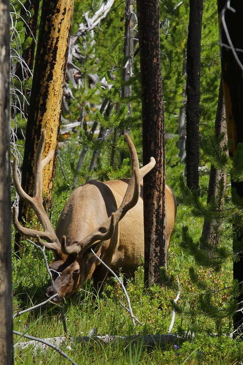 Rocky Mountain elk