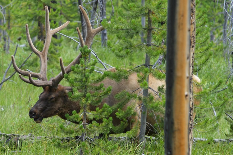 Rocky Mountain elk