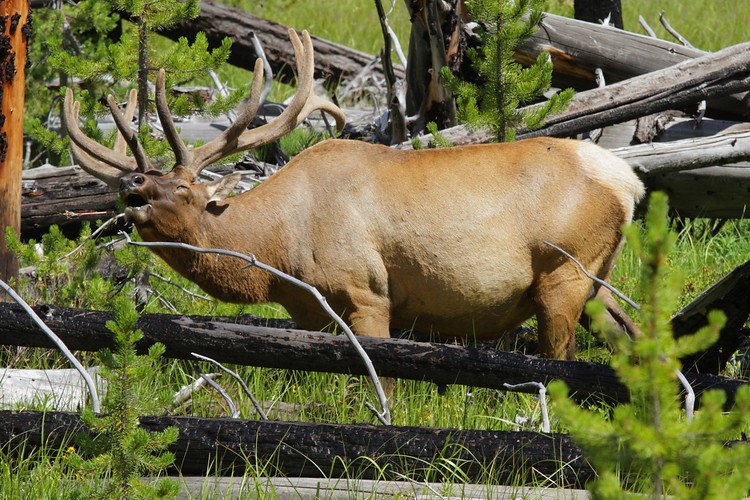 Rocky Mountain elk