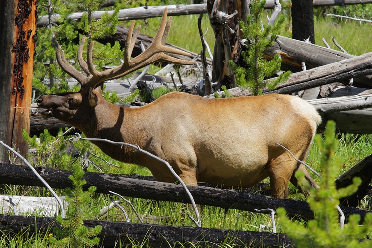 Rocky Mountain elk