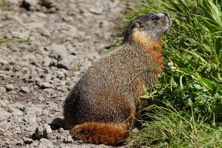 Yellow-bellied Marmot