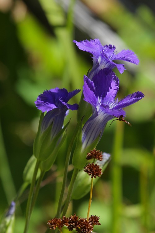 Fringed Gentian