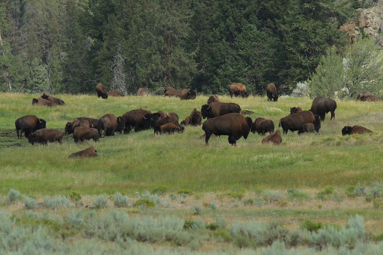Bison - Lamar Valley
