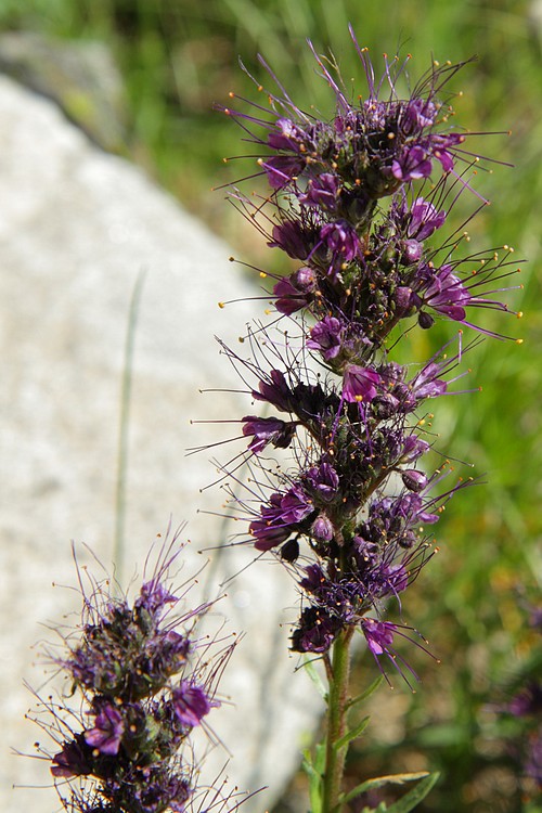 Silky Phacelia