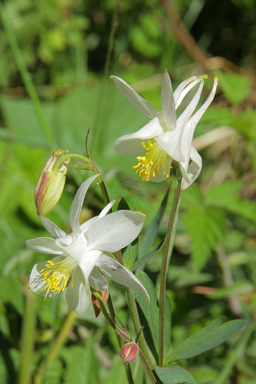 Colorado Columbine