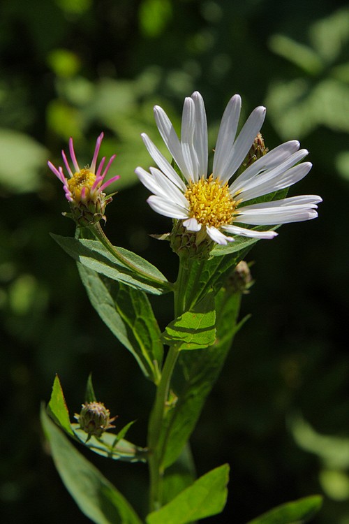 Engelmann Aster