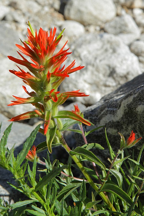 Indian Paintbrush