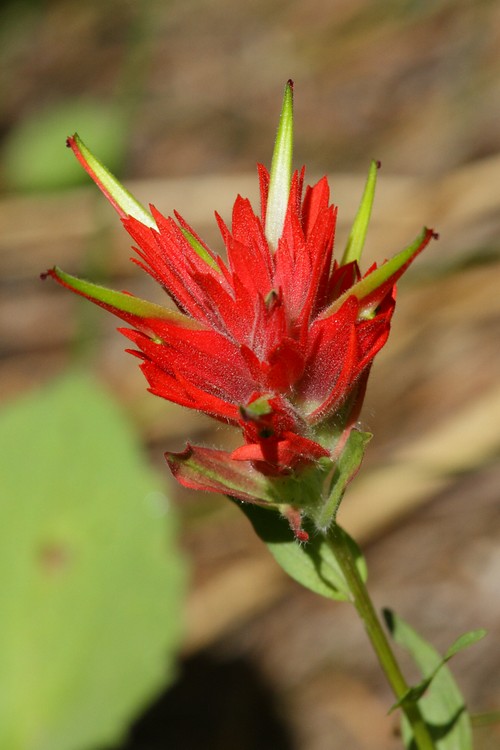 Indian Paintbrush