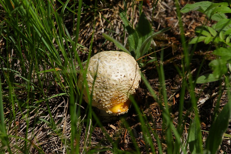 Mushroom