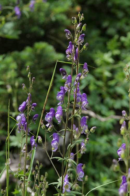Monkshood