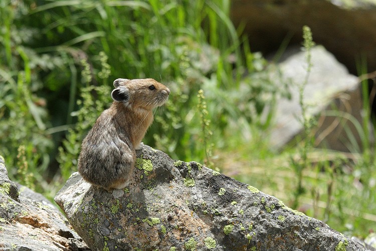 American pika (Ochotona princeps)