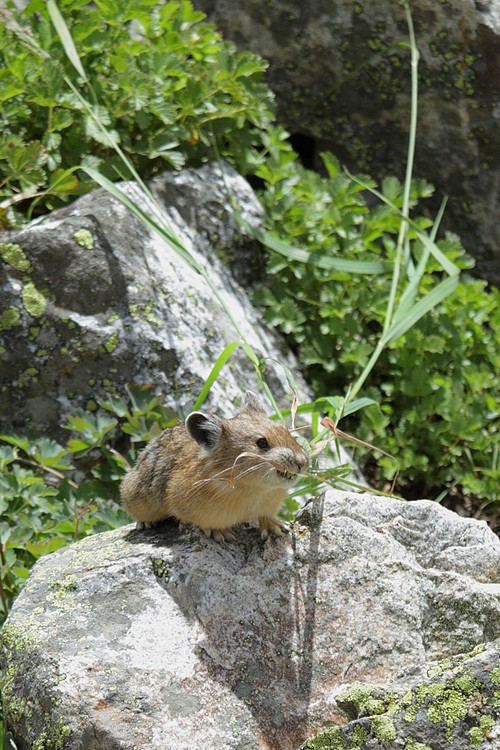 American pika (Ochotona princeps)