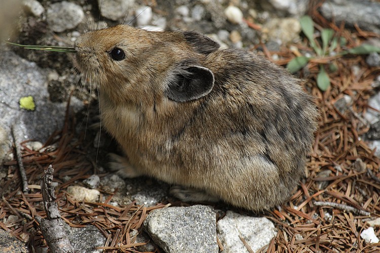 American pika (Ochotona princeps)