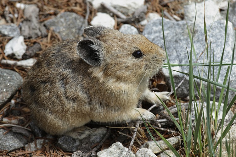 American pika (Ochotona princeps)