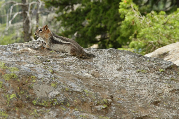 Golden-mantled Ground Squirrel