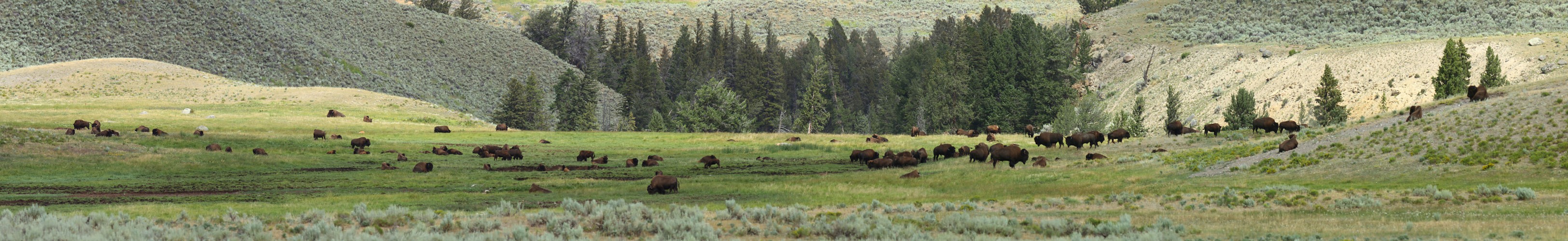 Bison - Lamar Valley