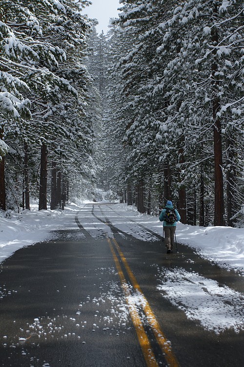 Diane walks the Mariposa Grove Road