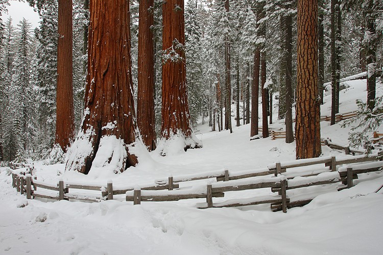 The Bachelor and Three Graces