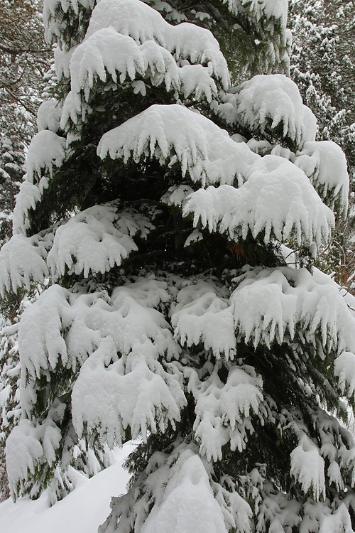 Fir "fingers" of snow