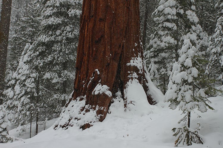 Giant Sequoia (Sequoiadendron giganteum)