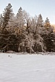 Snowy tree