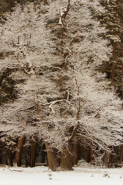 Snowy tree