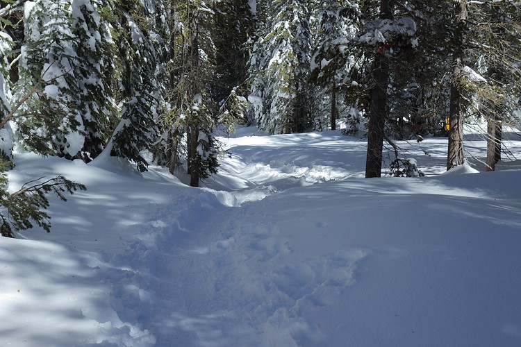 Meadow Trail to Dewey Point