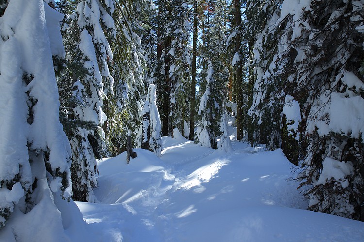 Ridge Trail from Dewey Point