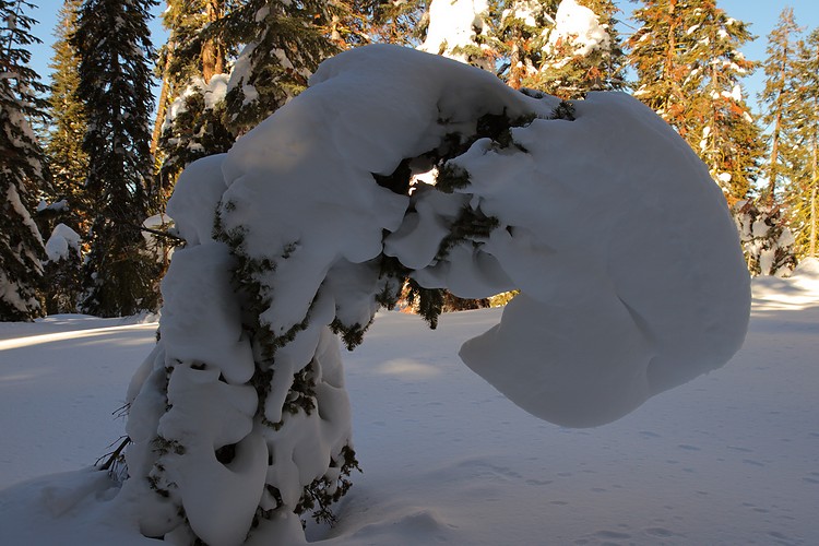 Diane shakes off the snow