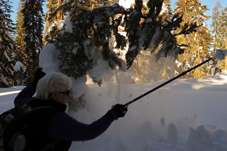 Diane shakes off the snow