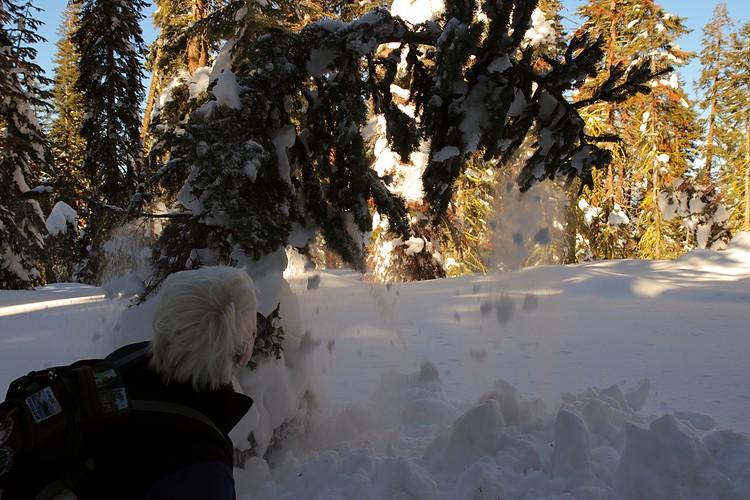 Diane shakes off the snow