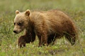 Alaska - July 7-18, 2012