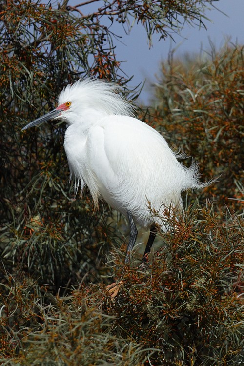 Snowy Egret