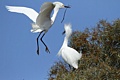 Snowy Egret