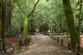 Big Basin nature trail