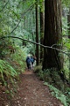 Skyline to the Sea Trail